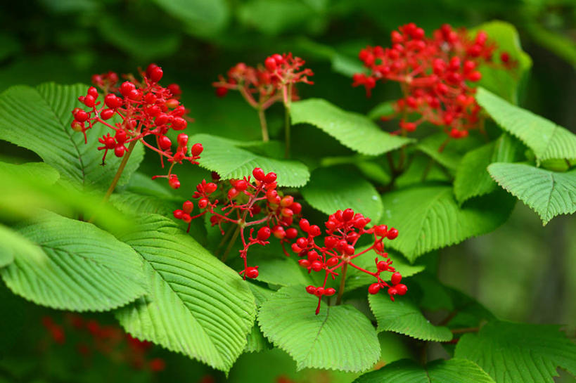 无人,横图,室外,特写,白天,正面,美景,叶子,东京,日本,亚洲,许多,阴影,朦胧,模糊,盛开,光线,影子,景观,绿叶,花蕾,花,花瓣,花朵,鲜花,红色,阳光,自然,蝴蝶花,花苞,花蕊,绣球花,嫩叶,景色,千代田区,自然风光,东亚,本州,关东地方,本州岛,日本国,东京都,叶,叶片,彩图,蝴蝶荚蒾,蝴蝶木,蝴蝶树,蝴蝶戏球花,蝴蝶戏珠花