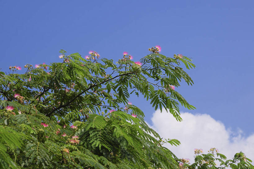 无人,横图,室外,白天,仰视,爱情,美景,植物,日本,亚洲,许多,阴影,盛开,光线,影子,景观,云,云朵,花蕾,云彩,花,花瓣,花朵,鲜花,树,树木,粉色,蓝色,绿色,白云,蓝天,天空,阳光,自然,天,花苞,花蕊,景色,生长,晴朗,成长,美好,自然风光,东亚,日本国,扁担树,芙蓉树,合欢树,绒花树,夜合树,合欢花,甜蜜,晴空,彩图,低角度拍摄,苦情花,夜合欢