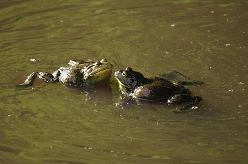 游泳,无人,横图,俯视,室外,特写,白天,美景,水,野生动物,日本,亚洲,阴影,光线,液体,影子,池塘,景观,水池,水滴,千叶县,注视,牛蛙,相视,两个,阳光,自然,动物,观察,看,面对面,景色,可爱,活泼,观看,对视,察看,互视,关注,自然风光,相对,东亚,本州,相看,关东地方,本州岛,日本国,千叶,泅水,拍浮,彩图,高角度拍摄,全身
