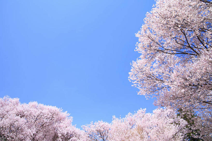 无人,横图,室外,白天,正面,幸福,纯洁,美景,植物,樱花,长野县,日本,亚洲,许多,阴影,盛开,光线,影子,景观,花蕾,花,花瓣,花朵,鲜花,树,树木,粉色,蓝色,绿色,蓝天,天空,阳光,自然,天,花苞,花蕊,景色,生长,晴朗,成长,等待,生命,自然风光,东亚,本州,万里无云,本州岛,日本国,中部地方,长野,仙樱花,福岛樱,青肤樱,高尚,热烈,安昙野,安昙野市,晴空,晴空万里,荆桃,彩图