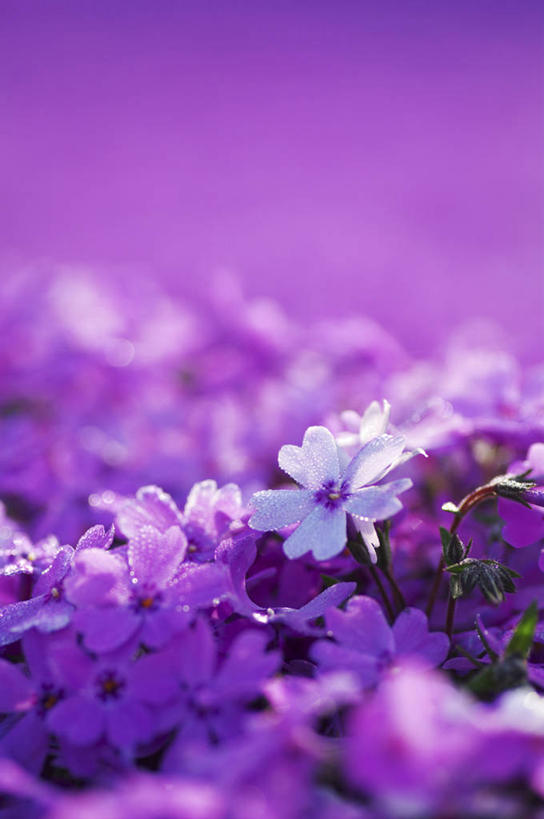 无人,竖图,室外,特写,白天,正面,花海,花圃,美景,植物,叶子,北海道,日本,亚洲,许多,阴影,朦胧,模糊,盛开,光线,影子,景观,花蕾,花,花瓣,花朵,花卉,鲜花,绿色,紫色,阳光,自然,花丛,花束,花田,花苞,花蕊,景色,自然风光,东亚,日本国,北海道地方,北海道岛,福乐花,福禄花,福禄考,彩图,丛生福禄考,禄考,铺地之樱,针叶福禄考,针叶天蓝绣球