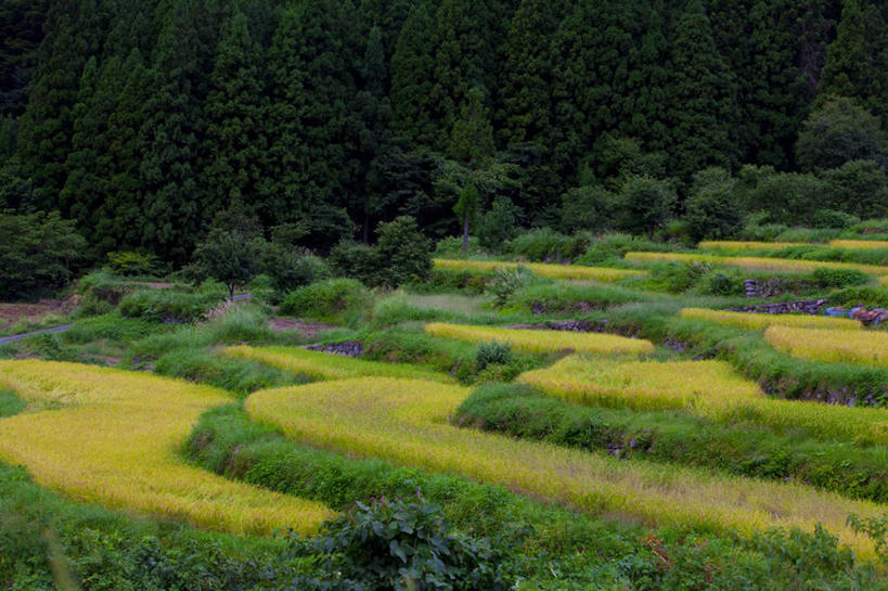 无人,农田,横图,室外,白天,正面,旅游,度假,庄稼,梯田,农作物,美景,树林,植物,长野县,日本,亚洲,阴影,曲折,弯曲,新鲜,光线,影子,景观,娱乐,树,树木,绿色,阳光,自然,享受,休闲,景色,放松,蜿蜒,生长,成长,青春,生命,自然风光,和平,安详,东亚,本州,本州岛,日本国,中部地方,长野,冷色,彩图,耕地,庄稼田,饭山市