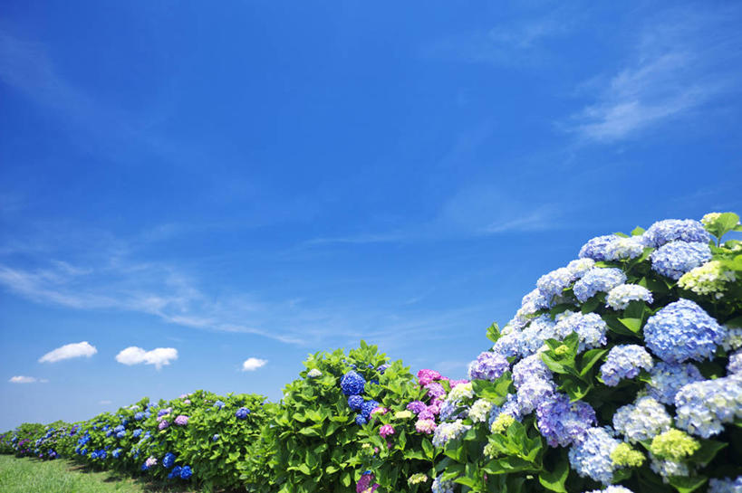 无人,横图,室外,白天,仰视,旅游,度假,骄傲,草地,草坪,花海,花圃,美景,植物,八仙花,叶子,神奈川,日本,亚洲,阴影,盛开,光线,影子,景观,云,云朵,神奈川县,花蕾,云彩,娱乐,草,花,花瓣,花朵,花卉,鲜花,蓝色,绿色,白云,蓝天,天空,阳光,自然,花丛,花束,花田,天,花苞,花蕊,绣球花,享受,休闲,景色,放松,晴朗,紫阳花,洋绣球,自然风光,东亚,本州,关东地方,本州岛,日本国,草绣球,斗球,七变化,粉团花,善变,晴空,彩图,低角度拍摄,平冢市