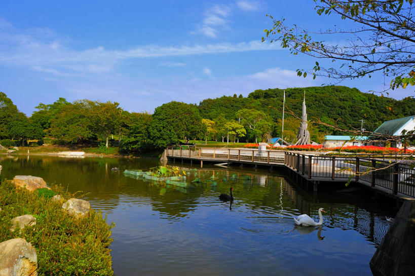 游泳,无人,横图,室外,白天,正面,旅游,度假,美景,树林,植物,鸟,野生动物,天鹅,日本,亚洲,阴影,波纹,光线,鸟类,影子,池塘,景观,水池,云,云朵,涟漪,千叶市,千叶县,云彩,注视,娱乐,树,树木,蓝色,绿色,白色,黑色,白云,倒影,蓝天,水纹,天空,阳光,自然,动物,波浪,天,观察,看,两只,享受,休闲,景色,放松,可爱,生长,晴朗,成长,观看,察看,倒映,关注,自然风光,东亚,本州,关东地方,本州岛,日本国,水晕,县厅,千叶,泅水,反照,拍浮,晴空,鹄,彩图,全身,绿区