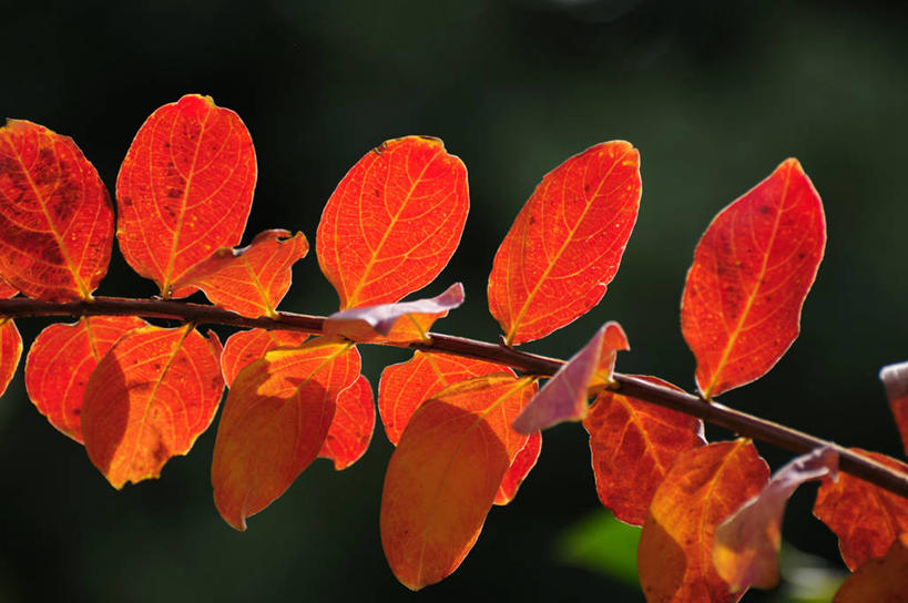 无人,横图,室外,特写,白天,正面,爱情,美景,植物,叶子,阴影,朦胧,模糊,光线,影子,景观,绿叶,枝条,树,树木,树枝,红色,绿色,阳光,自然,景色,生长,成长,沉迷,自然风光,虬枝,枝杈,紫薇,痒痒树,好运,叶,叶片,五里香,怕痒花,满堂红,百日红,彩图