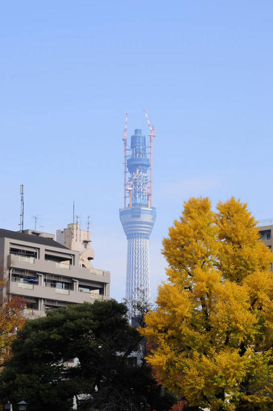 无人,高楼大厦,竖图,室外,白天,仰视,度假,美景,植物,城市风光,标志建筑,城市,大厦,地标,建筑,摩天大楼,东京,日本,亚洲,阴影,光线,影子,景观,建筑群,娱乐,建设,树,树木,蓝色,绿色,蓝天,天空,阳光,自然,天,享受,休闲,景色,放松,生长,晴朗,成长,东亚,本州,万里无云,关东地方,本州岛,日本国,东京都,墨田区,天空树塔,晴空,晴空万里,彩图,低角度拍摄,大楼,高层建筑,高楼,摩天楼,东京晴空塔,东京天空树,墨田塔,新东京铁塔