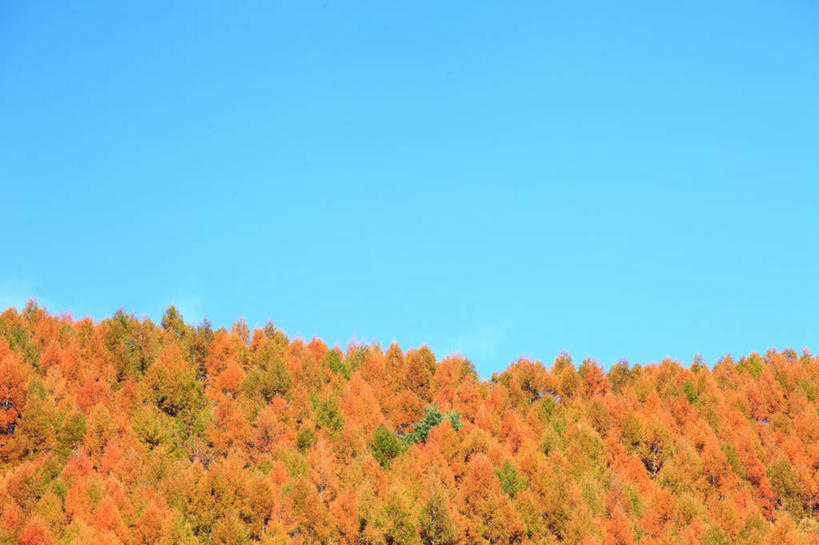 无人,横图,室外,白天,仰视,旅游,度假,美景,秋季,森林,树林,植物,松树,长野县,日本,亚洲,阴影,光线,影子,景观,娱乐,树,树木,蓝色,绿色,蓝天,天空,阳光,自然,天,享受,休闲,橙色,景色,放松,生长,晴朗,成长,自然风光,坚定,东亚,本州,万里无云,落叶松,本州岛,日本国,中部地方,长野,长寿,贞洁,晴空,晴空万里,秋,秋天,彩图,低角度拍摄,黄花松