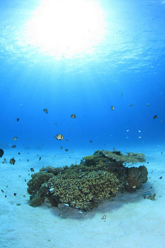 游泳,海鲜,无人,竖图,室外,白天,正面,海底,水下,海浪,海洋,美景,沙滩,日本,亚洲,一群,许多,鱼,沙子,珊瑚,海岸,景观,浪花,水底,沙地,很多,注视,珊瑚礁,水产,鱼类,海洋生物,无脊椎动物,自然,海水,观察,看,景色,海底世界,观看,腔肠动物,察看,柳珊瑚,关注,自然风光,水生动物,海产品,水生物,海景,东亚,海底动物,本州,海底礁,关东地方,本州岛,日本国,崎玉,崎玉县,泅水,珊瑚虫,石帆,拍浮,海团扇,大海,风浪,海,海床,海水的波动,海滩,礁,近岸浪,岩石,涌浪,彩图,全身,日高市