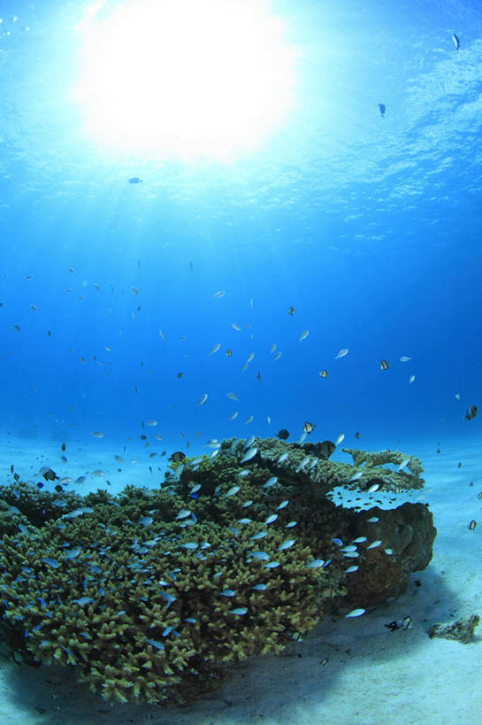 游泳,海鲜,无人,竖图,室外,白天,正面,海底,水下,海浪,海洋,美景,沙滩,日本,亚洲,一群,许多,鱼,沙子,珊瑚,海岸,景观,浪花,水底,沙地,很多,注视,珊瑚礁,水产,鱼类,海洋生物,无脊椎动物,自然,海水,观察,看,景色,海底世界,观看,腔肠动物,察看,柳珊瑚,关注,自然风光,水生动物,海产品,水生物,海景,东亚,海底动物,本州,海底礁,关东地方,本州岛,日本国,崎玉,崎玉县,泅水,珊瑚虫,石帆,拍浮,海团扇,大海,风浪,海,海床,海水的波动,海滩,礁,近岸浪,岩石,涌浪,彩图,全身,日高市