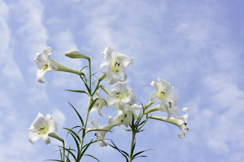 无人,横图,室外,特写,白天,仰视,花海,花圃,美景,植物,百合花,叶子,阴影,盛开,光线,影子,景观,云,云朵,花蕾,云彩,花,花瓣,花朵,花卉,鲜花,蓝色,绿色,白色,白云,蓝天,天空,阳光,自然,花丛,花束,花田,天,花苞,花蕊,景色,晴朗,自然风光,强瞿,百合蒜,倒仙,番韭,山丹,晴空,彩图,低角度拍摄,白百合,白花百合,圣母百合