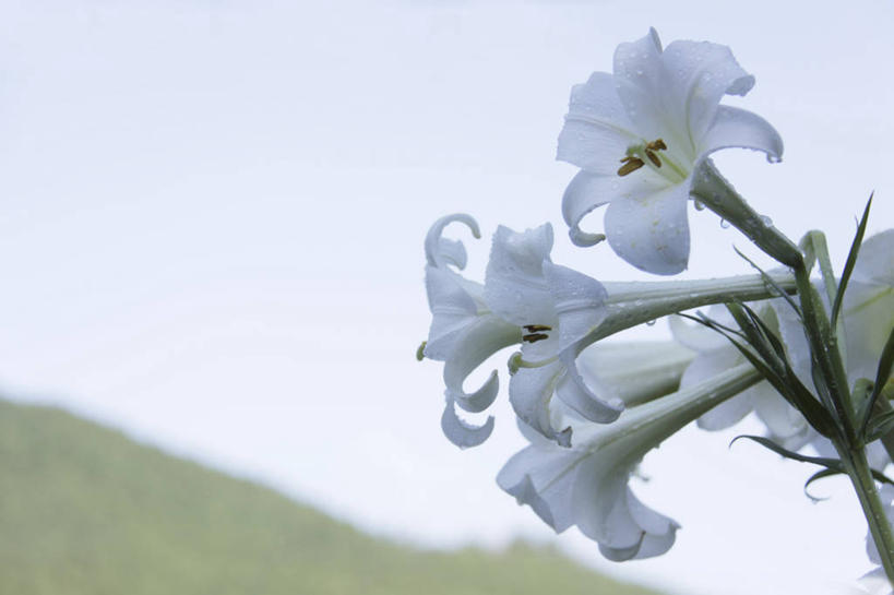 无人,横图,室外,特写,白天,仰视,草地,草坪,花海,花圃,美景,植物,百合花,叶子,阴影,盛开,光线,影子,景观,云,云朵,花蕾,云彩,草,花,花瓣,花朵,花卉,鲜花,蓝色,绿色,白色,白云,蓝天,天空,阳光,自然,花丛,花束,花田,天,花苞,花蕊,景色,晴朗,自然风光,强瞿,百合蒜,倒仙,番韭,山丹,晴空,彩图,低角度拍摄,白百合,白花百合,圣母百合
