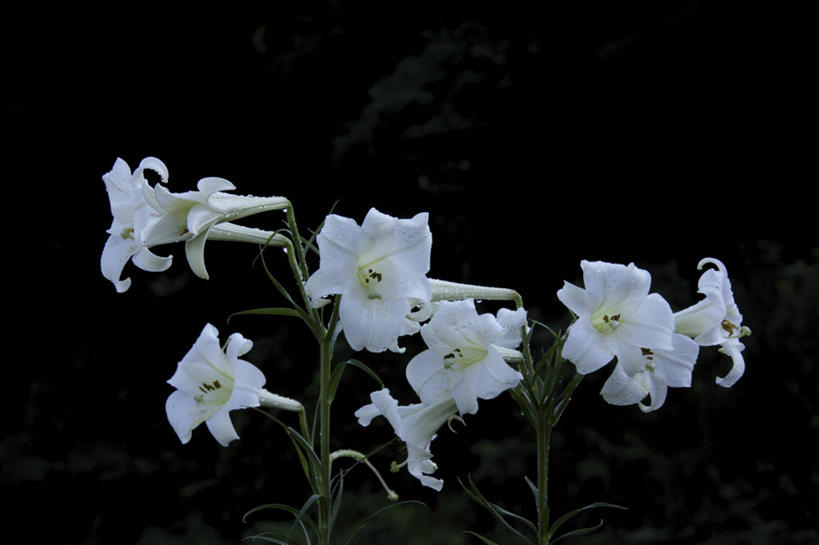 无人,横图,室外,特写,白天,正面,花海,花圃,美景,植物,百合花,叶子,黑色背景,盛开,景观,花蕾,花,花瓣,花朵,花卉,鲜花,绿色,白色,自然,花丛,花束,花田,花苞,花蕊,景色,自然风光,强瞿,百合蒜,倒仙,番韭,山丹,彩图,白百合,白花百合,圣母百合