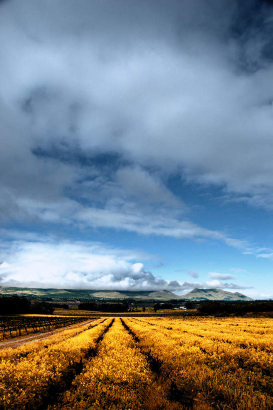 无人,农田,农场,竖图,室外,白天,正面,度假,畜牧业,牧场,庄稼,农作物,美景,非洲,南非,阴影,光线,影子,景观,云,云朵,云彩,娱乐,蓝色,白云,蓝天,天空,阳光,天,享受,休闲,景色,放松,晴朗,畜牧,牧业,阿非利加洲,南非共和国,赫曼努斯,晴空,彩图,耕地,庄稼田