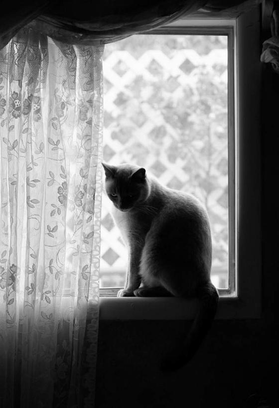 无人,站,竖图,黑白,室内,白天,侧面,窗户,窗帘,宠物,猫,注视,玻璃窗,动物,观察,看,站着,可爱,观看,一支,察看,关注,猫咪,站立,全身