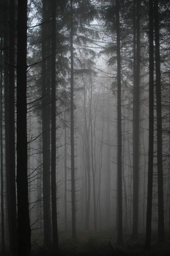 无人,竖图,室外,白天,正面,神秘,树林,植物,雾,许多,朦胧,模糊,围绕,树桩,很多,树,树木,木桩,缭绕,生长,成长,紧张,诡异,迷雾,恐怖,秘密,旋绕,可怕,奥秘,不安,可骇,萦绕,回绕,恐惧,大雾,彩图