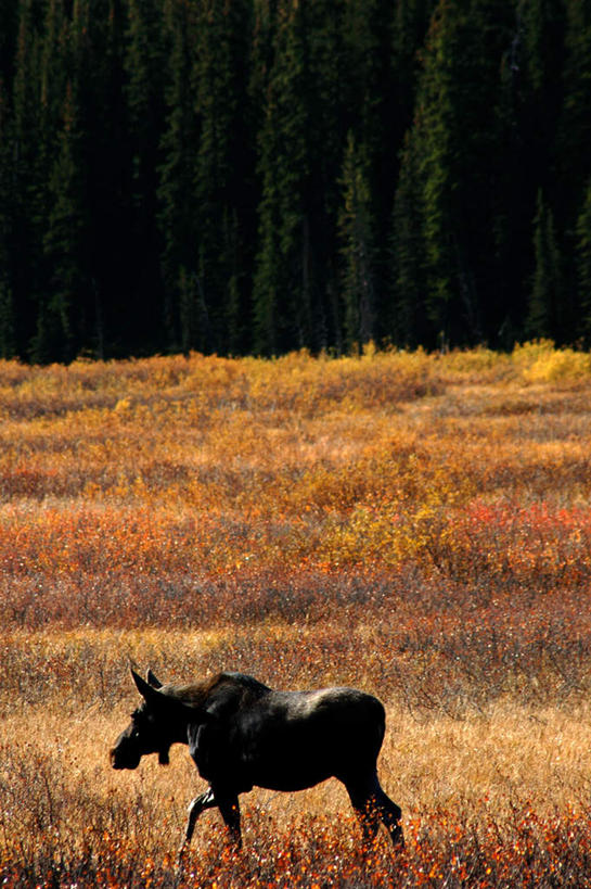 无人,站,竖图,俯视,室外,白天,旅游,度假,荒凉,美景,树林,植物,牛,加拿大,阴影,枯萎,光线,影子,荒野,景观,枯草,娱乐,草,树,树木,一只,黄色,绿色,阳光,自然,动物,站着,享受,休闲,家畜,景色,放松,牲畜,生长,成长,北美,北美洲,自然风光,美洲,荒原,北亚美利加洲,亚美利加洲,冷落,荒芜,站立,彩图,高角度拍摄,全身