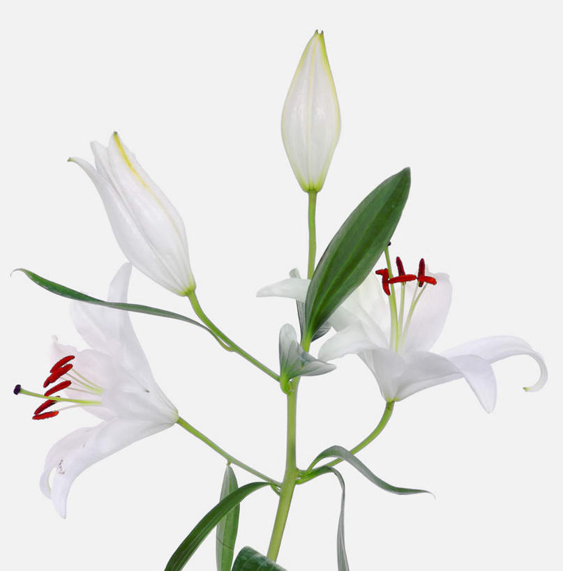 无人,竖图,室内,特写,白天,白色背景,正面,百合花,盛开,花蕾,花,花瓣,花朵,鲜花,花苞,花蕊,摄影,影棚,强瞿,百合蒜,倒仙,番韭,山丹,彩图,影棚拍摄,拍摄