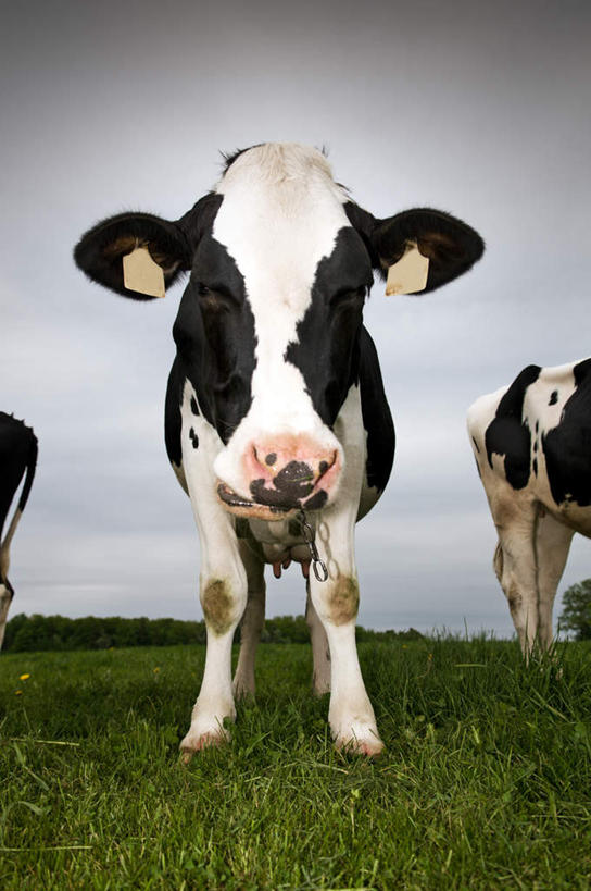 无人,农场,站,竖图,室外,白天,正面,度假,畜牧业,牧场,草地,草坪,美景,田园,植物,牛,阴影,花纹,光线,影子,景观,注视,娱乐,草,绿色,天空,阳光,动物,天,观察,看,站着,享受,休闲,家畜,景色,放松,牲畜,三头,观看,风光,察看,关注,斑纹,畜牧,牧业,奶牛,站立,彩图