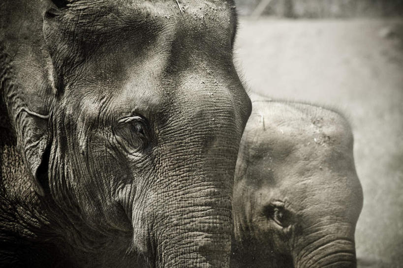眼睛,鼻子,耳朵,无人,横图,室外,白天,正面,旅游,度假,美景,哺乳动物,大象,野生动物,瞳孔,两头,阴影,反射,影子,景观,娱乐,自然,动物,享受,休闲,景色,放松,眼部,自然风光,鼻,鼻孔,耳,耳部,眼,象,半身,彩图
