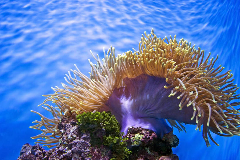 无人,横图,彩色,室外,白天,正面,海底,水下,海葵,阴影,透明,光线,珊瑚,影子,水底,珊瑚礁,海洋生物,无脊椎动物,蓝色,阳光,海底世界,腔肠动物,海底礁,理智,沉静,冷色,高深,冷淡,海床,礁,岩石,彩图,全身