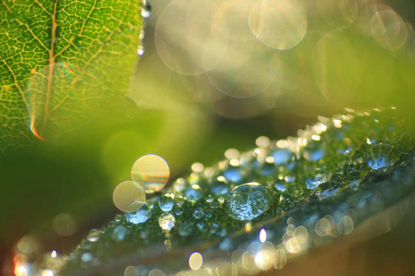 无人,横图,室外,白天,正面,美景,水,植物,露水,叶子,生气,朦胧,模糊,透明,液体,景观,水滴,绿叶,水珠,绿色,自然,露珠,嫩叶,景色,活力,朝气,生长,成长,生机,希望,剔透,自然风光,灵动,通明,叶,叶片,彩图,眩光,晶莹