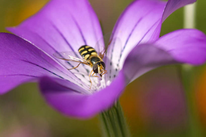 无人,横图,俯视,室外,白天,旅游,度假,美景,朦胧,模糊,盛开,昆虫,景观,茎,花蕾,娱乐,花,花瓣,花朵,鲜花,一朵,一只,紫色,自然,动物,花苞,花蕊,享受,休闲,景色,放松,自然风光,益虫,授粉,食蚜蝇,彩图,高角度拍摄,全身