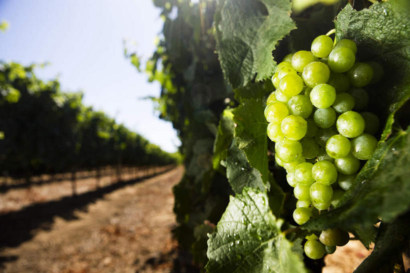 无人,果园,横图,室外,特写,白天,仰视,旅游,度假,美景,田园,葡萄,水果,叶子,非洲,南非,阴影,朦胧,模糊,新鲜,光线,影子,景观,云,云朵,生食,食品,果实,绿叶,云彩,娱乐,葡萄园,食物,蓝色,白云,蓝天,天空,阳光,自然,庄园,天,享受,休闲,嫩叶,景色,放松,有机食品,绿色食品,晴朗,自然风光,阿非利加洲,南非共和国,西开普省,赫曼努斯,叶,叶片,晴空,山葫芦,蒲桃,草龙珠,彩图,低角度拍摄