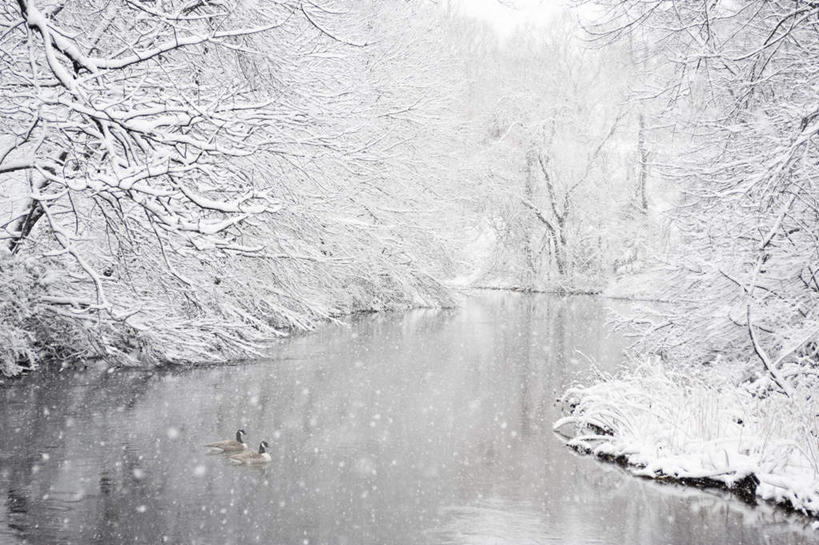 无人,横图,俯视,室外,白天,旅游,度假,河流,美景,水,雪,植物,大雪,鸟,一群,许多,覆盖,平静,鸟类,河水,积雪,景观,水流,雪景,冬季,冬天,枝条,很多,娱乐,树,树木,树枝,自然,享受,休闲,景色,放松,寒冷,宁静,游动,雁,自然风光,遮盖,黑雁,加拿大黑雁,严寒,笼罩,加拿大雁,笼盖,虬枝,枝杈,半身,彩图,高角度拍摄