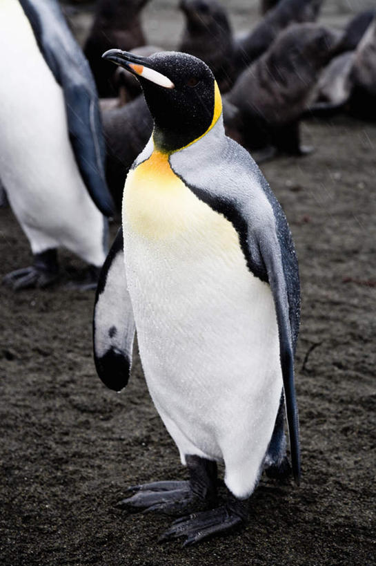 无人,站,竖图,室外,白天,正面,美景,哺乳动物,海豹,企鹅,野生动物,朦胧,模糊,景观,注视,自然,动物,观察,看,趴着,站着,两只,景色,可爱,活泼,观看,察看,关注,自然风光,趴,站立,半身,彩图