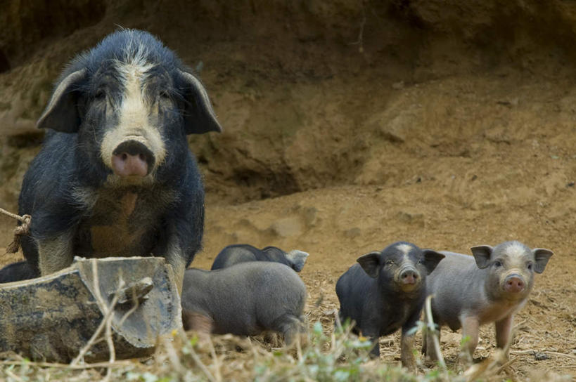 无人,站,横图,室外,白天,正面,旅游,度假,美景,猪,景观,泥土,土壤,注视,娱乐,自然,动物,观察,看,站着,享受,休闲,家畜,景色,放松,牲畜,三头,观看,察看,关注,自然风光,站立,彩图,全身