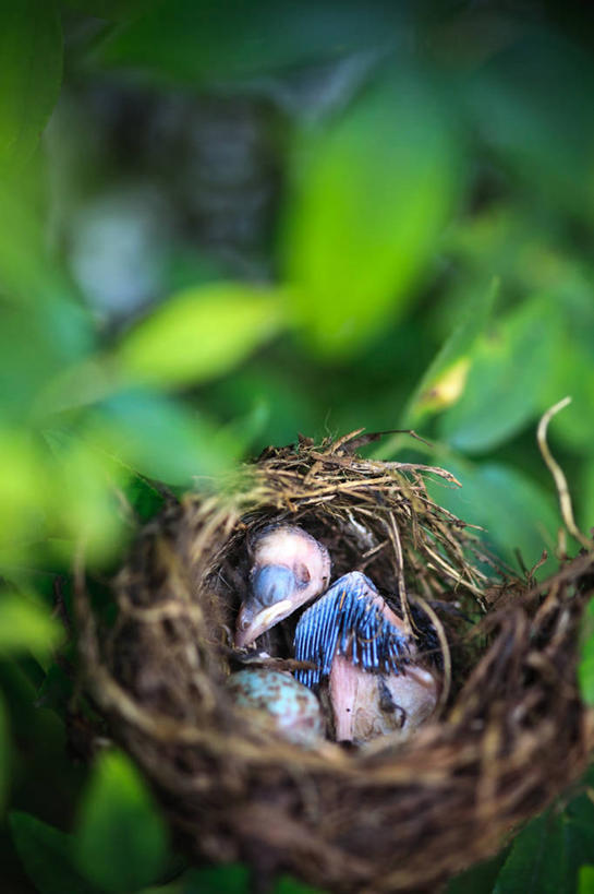 无人,躺,竖图,俯视,室外,特写,白天,美景,植物,鸟,叶子,阴影,朦胧,模糊,环绕,缠绕,光线,鸟类,鸟巢,鸟窝,影子,景观,绿叶,枝条,树,树木,树枝,一只,绿色,阳光,自然,嫩叶,景色,生长,成长,自然风光,纠缠,虬枝,枝杈,卧着,叶,叶片,躺着,卧,彩图,高角度拍摄,全身