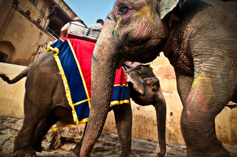 无人,走,横图,室外,白天,侧面,旅游,度假,名胜古迹,标志建筑,地标,建筑,哺乳动物,大象,野生动物,纺织品,印度,亚洲,阴影,遗迹,装饰,光线,毛毯,毯子,影子,堡垒,城堡,注视,古迹,文物,娱乐,建设,古建筑,纺织,蓝色,蓝天,天空,阳光,动物,垫子,天,观察,看,两只,享受,休闲,温暖,旅游胜地,放松,晴朗,观看,华丽,修饰,点缀,察看,要塞,关注,南亚,亚洲象,古文明,万里无云,首府,拉贾斯坦邦,拉贾斯坦,印度共和国,琥珀堡,衬托,美观,雅致,雅观,红粉之城,斋普尔,设防,印度象,晴空,晴空万里,象,步行,散步,走路,半身,彩图