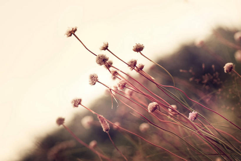 无人,横图,室外,特写,白天,正面,草地,草坪,花海,花圃,美景,植物,叶子,许多,阴影,朦胧,模糊,盛开,光线,影子,景观,很多,花蕾,草,花,花瓣,花朵,花卉,鲜花,绿色,天空,阳光,自然,花丛,花束,花田,天,花苞,花蕊,景色,自然风光,怜悯,同情,海石竹,彩图