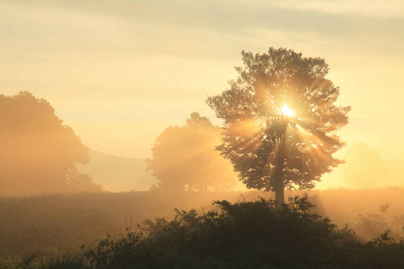 无人,横图,室外,白天,正面,旅游,度假,草地,草坪,美景,日落,植物,雾,日本,亚洲,朦胧,模糊,景观,晚霞,霞光,落日,背光,娱乐,草,树,树木,绿色,自然,黄昏,享受,休闲,景色,彩霞,放松,生长,成长,迷雾,自然风光,逆光,东亚,本州,本州岛,日本国,青森,青森县,东北地方,夕照,薄暮,大雾,夕阳,彩图,傍晚,斜阳,八甲田山