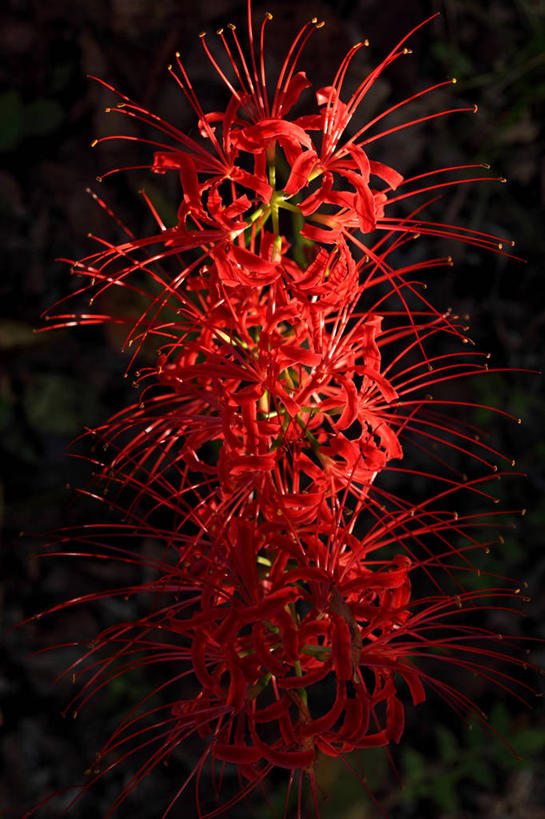 无人,竖图,室外,特写,白天,正面,黑色背景,盛开,花蕾,花,花瓣,花朵,鲜花,红色,花苞,花蕊,蜘蛛百合,笹蟹百合,螫蟹花,水鬼蕉,蜘蛛兰,天生丽质,彩图