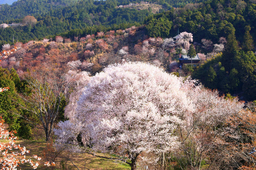 无人,横图,室外,白天,正面,旅游,度假,幸福,纯洁,草地,草坪,美景,山,山脉,树林,植物,樱花,奈良县,日本,亚洲,许多,阴影,盛开,光线,影子,景观,山峰,山峦,很多,花蕾,娱乐,草,花,花瓣,花朵,鲜花,树,树木,粉色,绿色,阳光,自然,群山,花苞,花蕊,享受,休闲,景色,放松,生长,成长,等待,生命,自然风光,东亚,本州,本州岛,日本国,近畿地方,奈良,近畿,仙樱花,福岛樱,青肤樱,高尚,热烈,荆桃,彩图,吉野郡