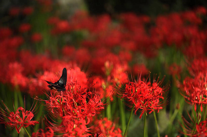 无人,横图,室外,白天,正面,花海,花圃,美景,植物,蝴蝶,叶子,阴影,朦胧,模糊,盛开,光线,昆虫,影子,景观,花蕾,停留,花,花瓣,花朵,花卉,鲜花,一只,红色,绿色,阳光,自然,动物,花丛,花束,花田,花苞,花蕊,景色,停止,自然风光,益虫,蜘蛛百合,笹蟹百合,螫蟹花,水鬼蕉,蜘蛛兰,天生丽质,逗留,停顿,彩图,全身