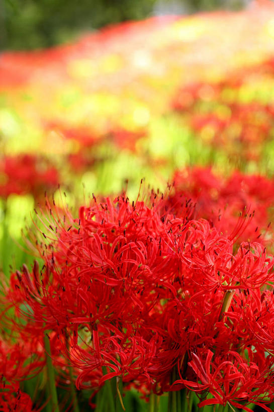 曼珠沙华,石蒜,花蕾,花,花瓣,花朵,花卉,鲜花,红色,绿色,阳光,自然