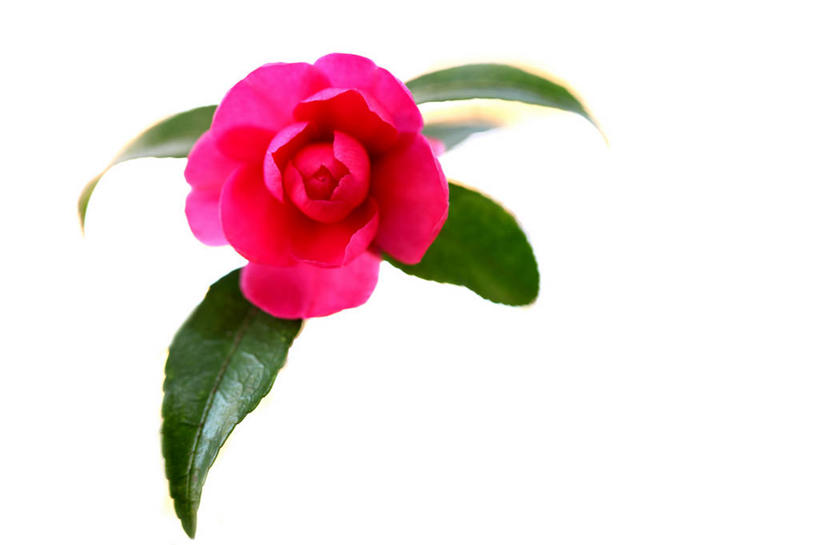 无人,横图,室内,特写,白天,白色背景,正面,植物,山茶花,叶子,阴影,朦胧,模糊,盛开,反射,影子,绿叶,花,花瓣,花朵,花卉,鲜花,一朵,红色,花蕊,嫩叶,摄影,影棚,玉茗花,耐冬,海石榴,茶梅,茶花,叶,叶片,彩图,影棚拍摄,拍摄