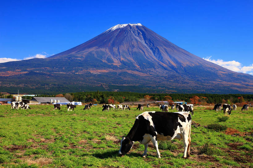 无人,站,横图,室外,白天,侧面,旅游,度假,美景,山,山脉,牛,静冈县,日本,亚洲,许多,阴影,花纹,光线,影子,景观,山峰,云,云朵,乳牛,山峦,很多,云彩,注视,娱乐,蓝色,白云,蓝天,天空,阳光,自然,动物,群山,天,低头,观察,看,站着,享受,休闲,家畜,景色,放松,牲畜,晴朗,观看,察看,关注,自然风光,斑纹,东亚,本州,本州岛,日本国,中部地方,静冈,富士宫,晴空,奶牛,站立,彩图,全身