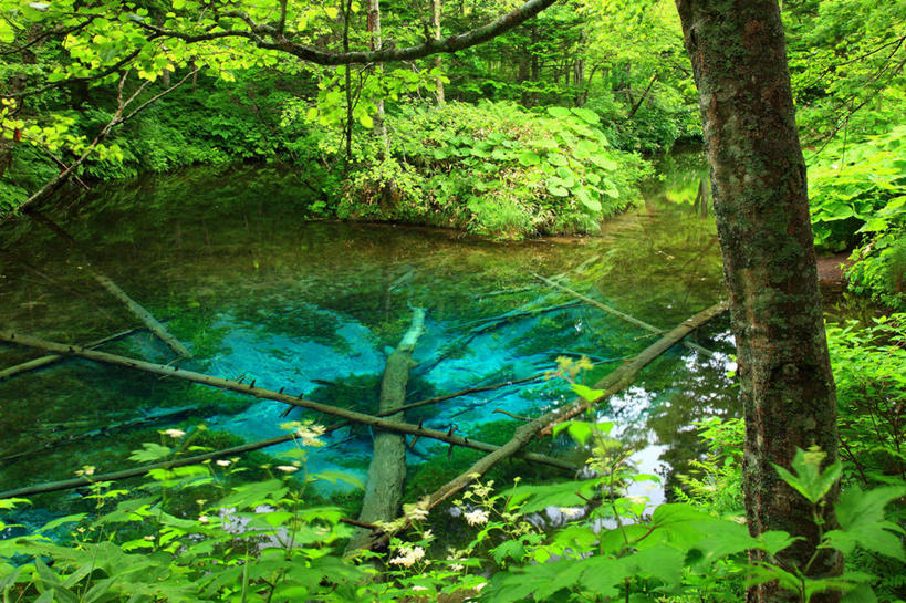 无人,横图,室外,白天,正面,旅游,度假,湖,湖泊,美景,树林,水,植物,北海道,日本,亚洲,阴影,光线,影子,湖面,景观,水流,水面,枝条,娱乐,树,树木,树枝,绿色,阳光,自然,湖水,享受,休闲,景色,放松,生长,成长,自然风光,东亚,日本国,北海道地方,北海道岛,虬枝,枝杈,彩图,鄂霍次克综合振兴局,斜里郡,清里町,道东,网走支厅