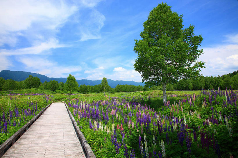 无人,横图,室外,白天,正面,旅游,度假,花海,花圃,美景,山,山脉,树林,植物,叶子,北海道,日本,亚洲,阴影,盛开,光线,影子,景观,山峰,云,云朵,羽扇豆,鲁冰花,山峦,花蕾,云彩,娱乐,花,花瓣,花朵,花卉,鲜花,树,树木,蓝色,绿色,白云,蓝天,天空,阳光,自然,花丛,花束,花田,群山,天,花苞,花蕊,享受,休闲,景色,放松,母爱,生长,晴朗,成长,自然风光,东亚,白羽扇豆,日本国,北海道地方,北海道岛,奉献,无私,上士幌町,苦涩,晴空,彩图,河东郡,带广,带广市,十胜支厅