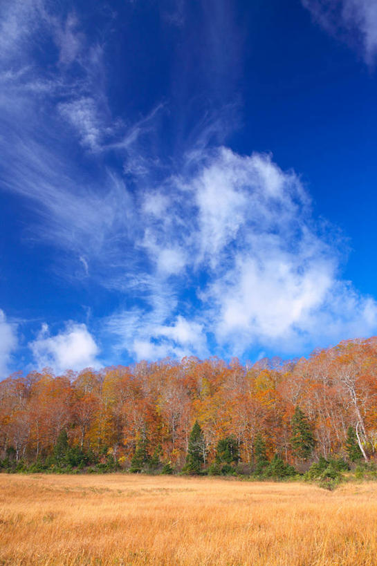 无人,农田,竖图,室外,白天,正面,旅游,度假,庄稼,农作物,美景,树林,植物,秋田县,日本,亚洲,阴影,丰富,丰收,光线,影子,景观,云,云朵,丰盛,云彩,娱乐,树,树木,蓝色,绿色,白云,蓝天,天空,阳光,自然,天,享受,休闲,景色,放松,生长,收获,晴朗,成长,自然风光,东亚,本州,本州岛,日本国,秋田,东北地方,八幡平,丰登,丰硕,晴空,彩图,耕地,庄稼田,鹿角郡