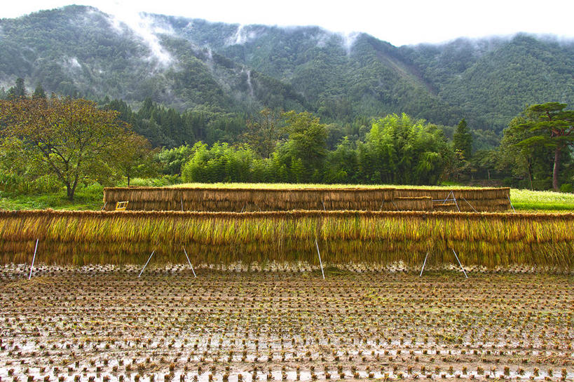 无人,农田,横图,室外,白天,正面,旅游,度假,农业,庄稼,农作物,草地,草坪,美景,山,山脉,植物,日本,亚洲,阴影,光线,影子,稻田,景观,山峰,云,云朵,谷物,水稻,山峦,云彩,娱乐,稻,草,树,树木,蓝色,绿色,白云,蓝天,天空,阳光,自然,群山,天,享受,休闲,景色,放松,生长,晴朗,成长,自然风光,东亚,本州,本州岛,日本国,中部地方,岐阜,岐阜县,晴空,彩图,耕地,庄稼田,高山市