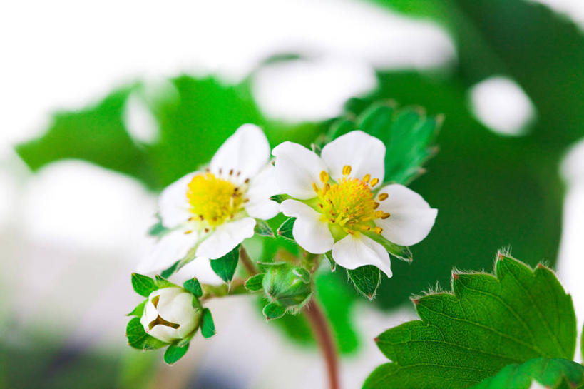 无人,横图,室外,特写,白天,正面,美景,叶子,阴影,朦胧,模糊,盛开,光线,影子,景观,绿叶,花蕾,花,花瓣,花朵,鲜花,两朵,黄色,白色,阳光,自然,花苞,花蕊,嫩叶,景色,自然风光,勇气,草莓花,甜蜜,叶,叶片,彩图,恋情