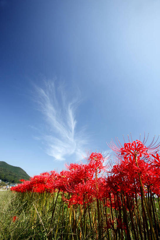 无人,竖图,室外,特写,白天,仰视,草地,草坪,美景,植物,许多,阴影,朦胧,模糊,盛开,光线,影子,景观,云,云朵,彼岸花,曼珠沙华,石蒜,很多,花蕾,云彩,草,花,花瓣,花朵,鲜花,红色,蓝色,绿色,白云,蓝天,天空,阳光,自然,天,花苞,花蕊,景色,晴朗,自然风光,无义草,龙爪花,金灯,赤箭,幽灵花,地狱花,舍子花,晴空,彩图,低角度拍摄,石蒜花,蟑螂花