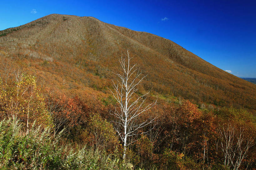 无人,横图,室外,白天,仰视,旅游,度假,草地,草坪,美景,秋季,树林,植物,叶子,北海道,日本,亚洲,许多,阴影,光线,影子,景观,枯叶,落叶,很多,娱乐,草,树,树木,黄色,红色,蓝色,绿色,蓝天,天空,阳光,自然,天,享受,休闲,景色,放松,生长,晴朗,成长,自然风光,东亚,万里无云,日本国,北海道地方,北海道岛,叶,叶片,晴空,晴空万里,秋,秋天,彩图,低角度拍摄,河东郡,鹿追町,带广,带广市,十胜支厅
