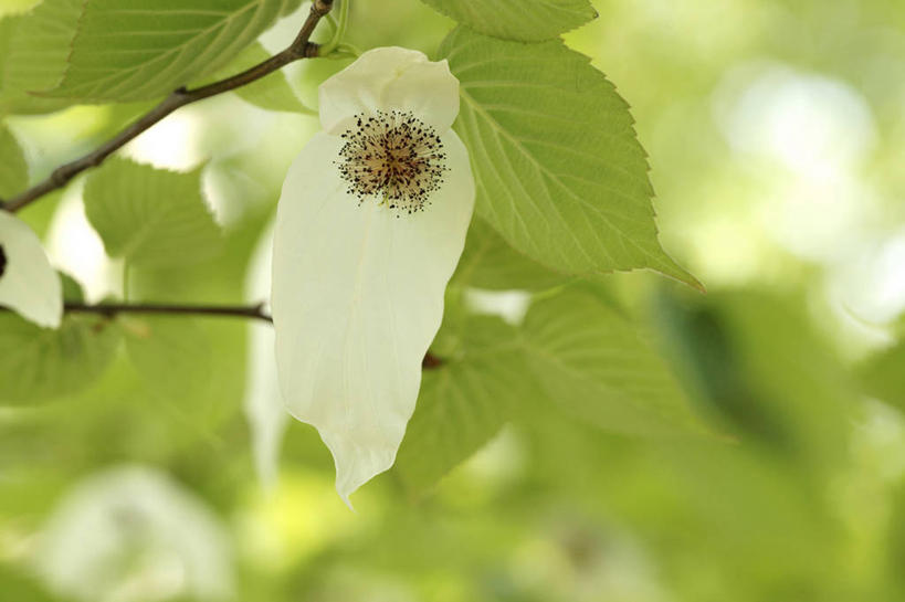 无人,横图,室外,特写,白天,正面,美景,植物,叶子,阴影,朦胧,模糊,盛开,光线,影子,景观,绿叶,草药,药草,花蕾,中药,花,花瓣,花朵,鲜花,一朵,白色,阳光,自然,花苞,花蕊,嫩叶,景色,自然风光,药材,中草药,中药材,本草,叶,叶片,彩图,小玉叶金花,玉叶金花