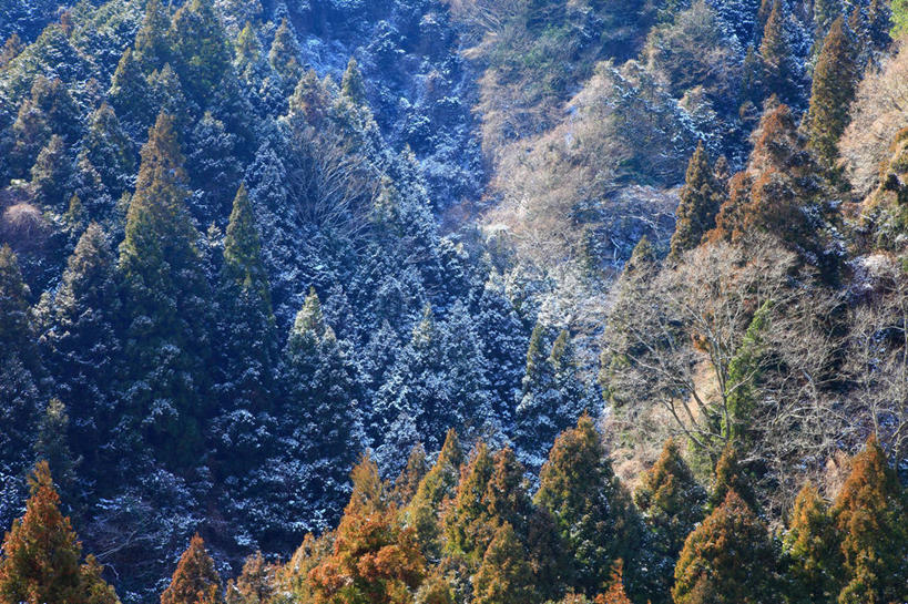 无人,横图,俯视,室外,白天,旅游,度假,美景,森林,树林,植物,奈良县,日本,亚洲,阴影,光线,影子,景观,娱乐,树,树木,绿色,阳光,自然,享受,休闲,景色,放松,生长,成长,自然风光,东亚,本州,本州岛,日本国,近畿地方,奈良,近畿,彩图,高角度拍摄,御所市