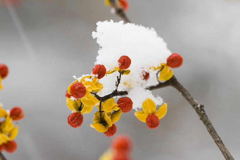 无人,横图,室外,特写,白天,正面,美景,雪,植物,大雪,许多,阴影,朦胧,模糊,光线,影子,积雪,景观,雪景,冬季,冬天,坚果,果实,草药,药草,枝条,很多,白英,中药,树枝,黄色,红色,阳光,自然,干果,景色,寒冷,自然风光,药材,中草药,中药材,本草,严寒,虬枝,枝杈,彩图,排风藤